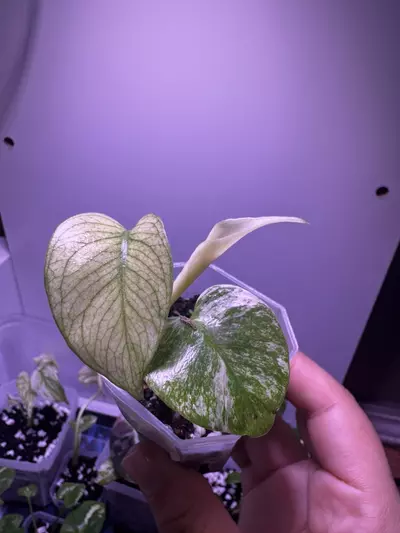 plant/Monstera White Monster Starter Plant-0-thumbnail