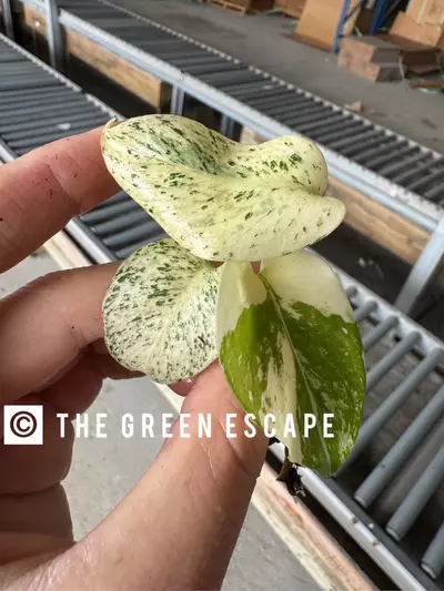 plant/monstera white monster TC 1 pack growers choice-1-thumbnail