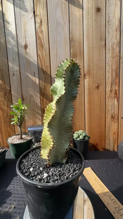 plant/EUPHORBIA AMMAK HIGH YELLOW VARIEGATION TALL-0-thumbnail