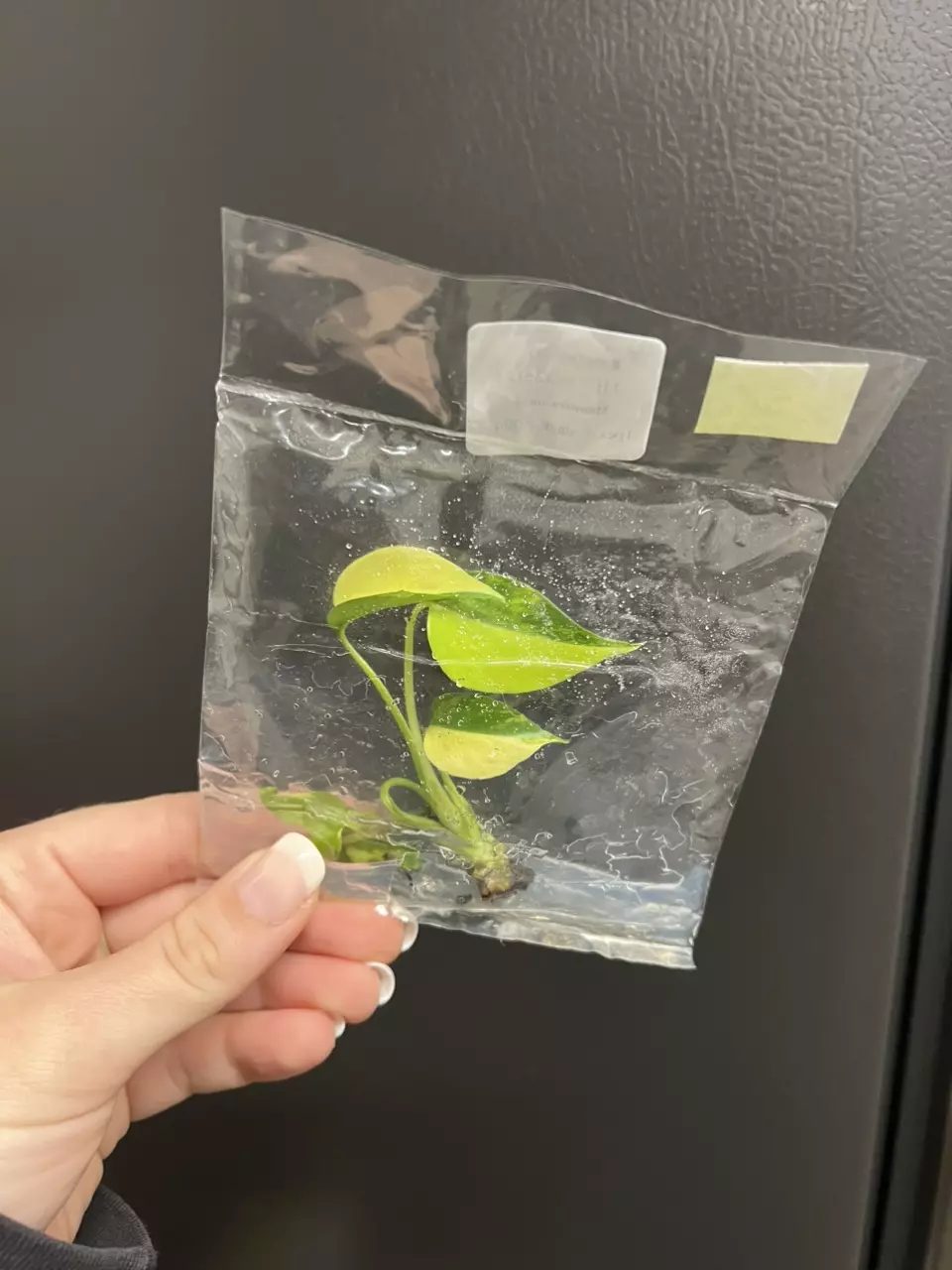 plant/Monstera aurea TC 1 pack growers choice-1