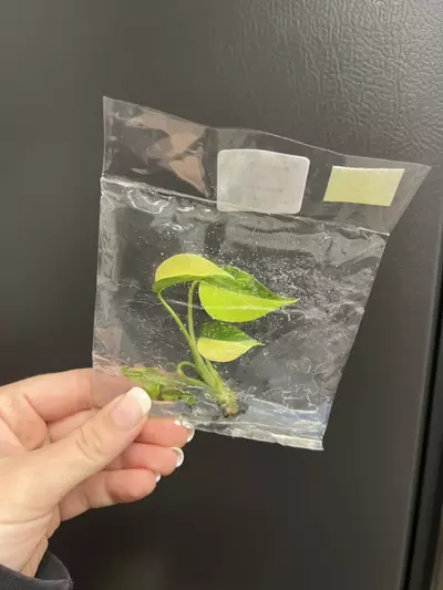 plant/Monstera aurea TC 1 pack growers choice-1-thumbnail