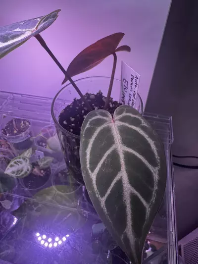 plant/Anthurium Red Stem x Ferrari-3-thumbnail