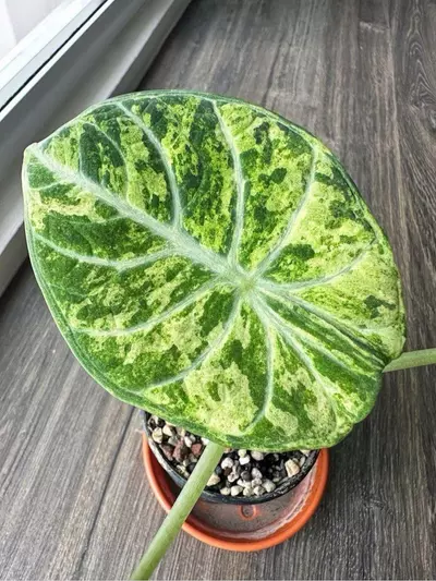 plant/Alocasia ninja variegated TC 1 pack growers choice-0-thumbnail