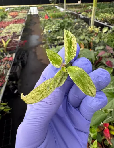 plant/Philodendron caramel marble TC 1 pack growers choice-1-thumbnail