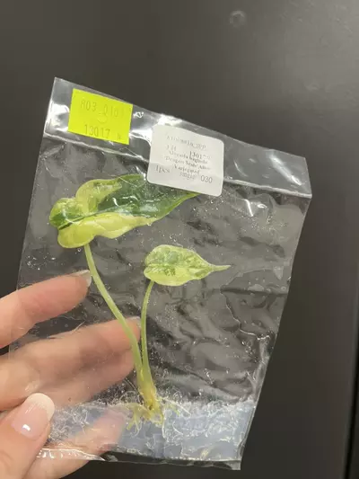 plant/Alocasia dragon scale Albo TC 1 pack growers choice-3-thumbnail