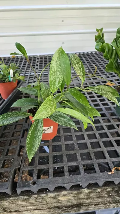 plant/4in Hoya pubicalyx GC-0-thumbnail