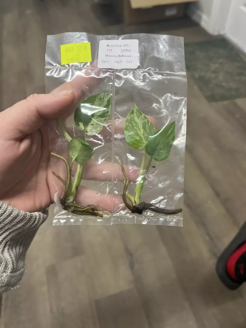 plant/Mon bulbasaur TC 1 pack growers choice-1