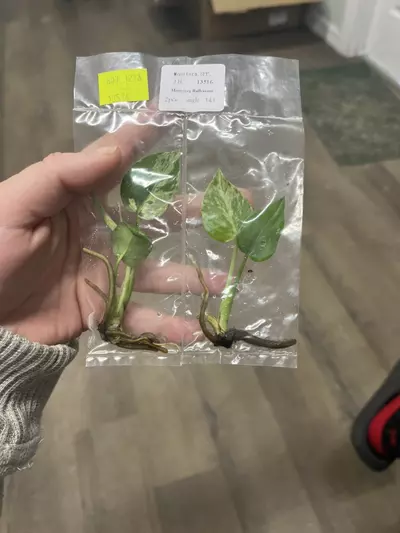 plant/Mon bulbasaur TC 1 pack growers choice-1-thumbnail