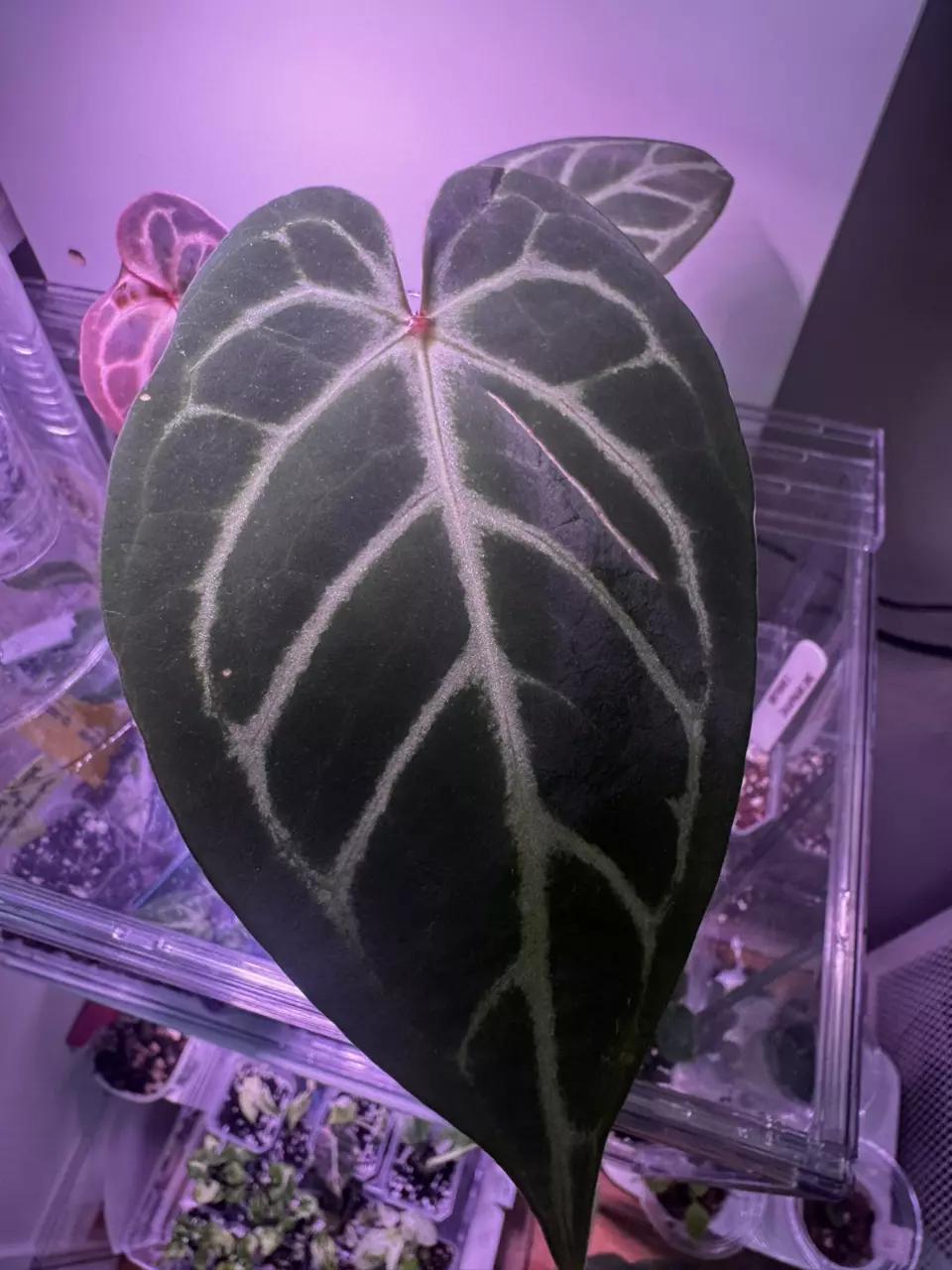 plant/Anthurium Red Stem x Ferrari-1