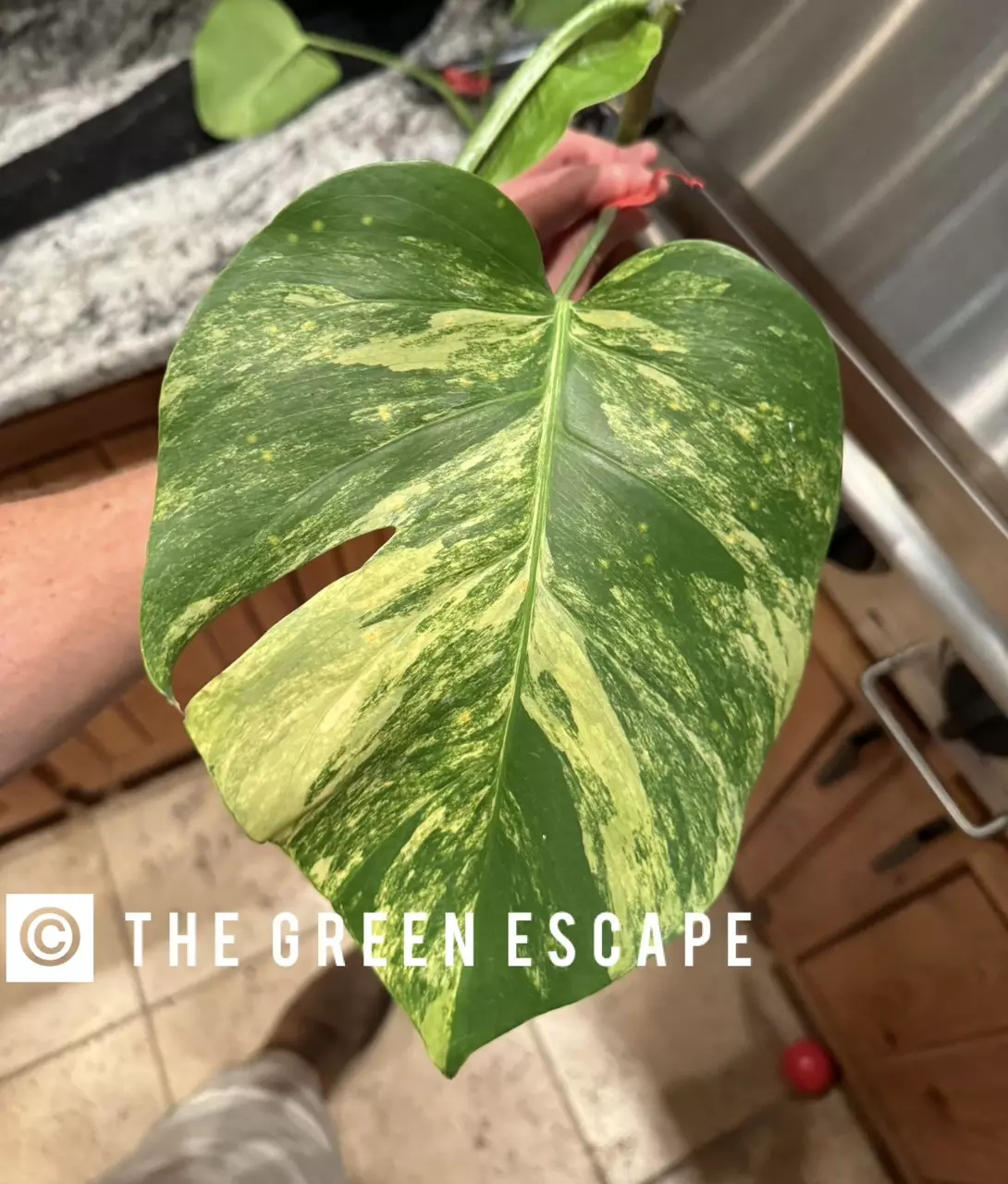 plant/Monstera aurea TC 1 pack growers choice-0