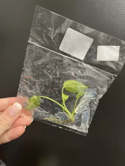 plant/Monstera aurea TC 1 pack growers choice-4-thumbnail