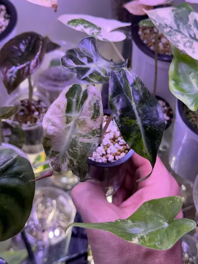 plant/Pink tricolor Venom-0-thumbnail