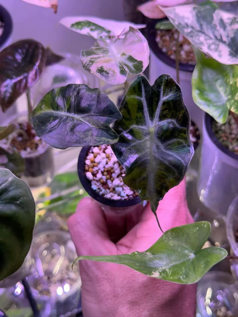 plant/Pink tricolor Venom-5