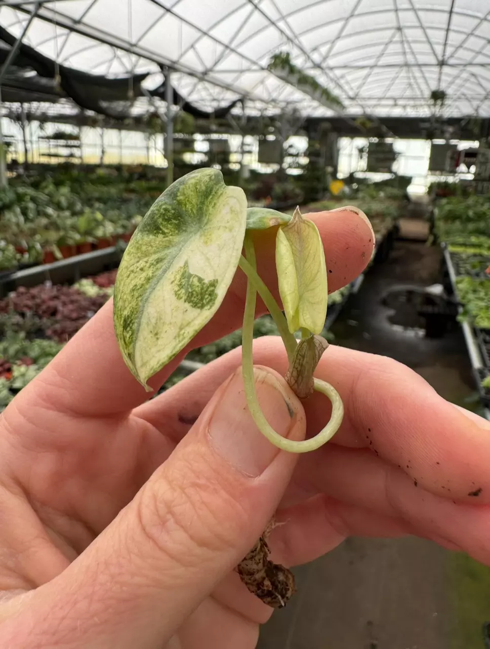 plant/Alocasia ninja variegated TC 1 pack growers choice-1