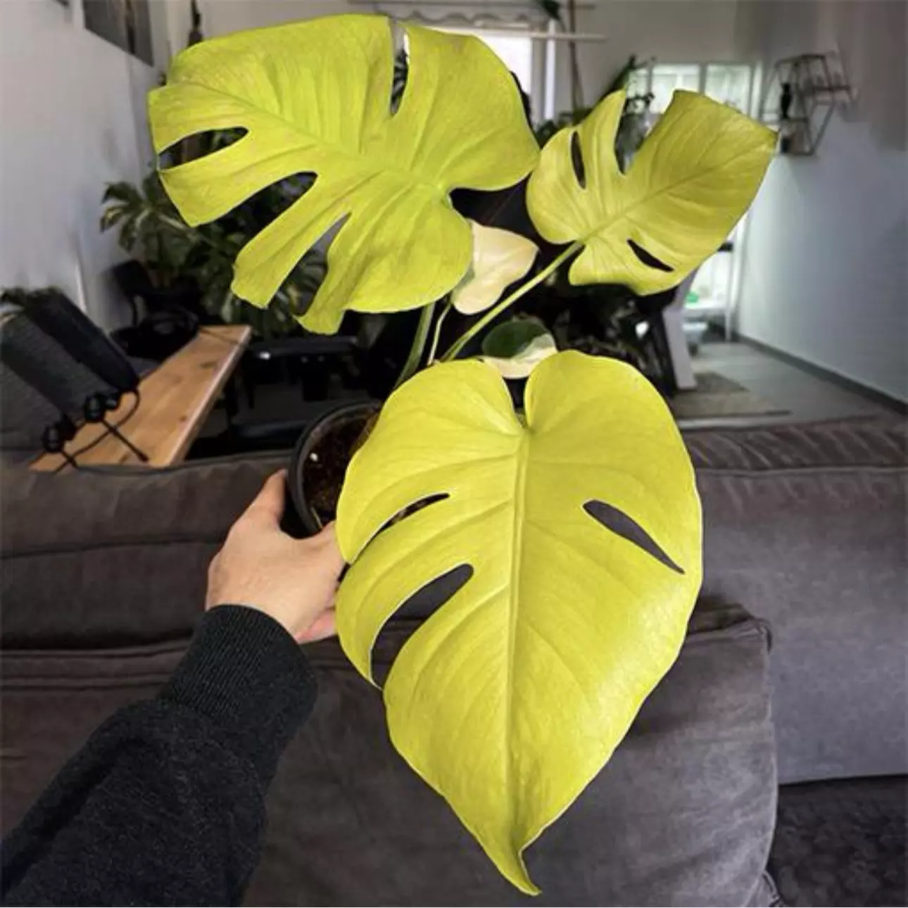plant/Monstera lemon lime TC 1 pack growers choice-0