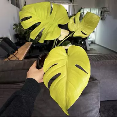 plant/Monstera lemon lime TC 1 pack growers choice-0-thumbnail