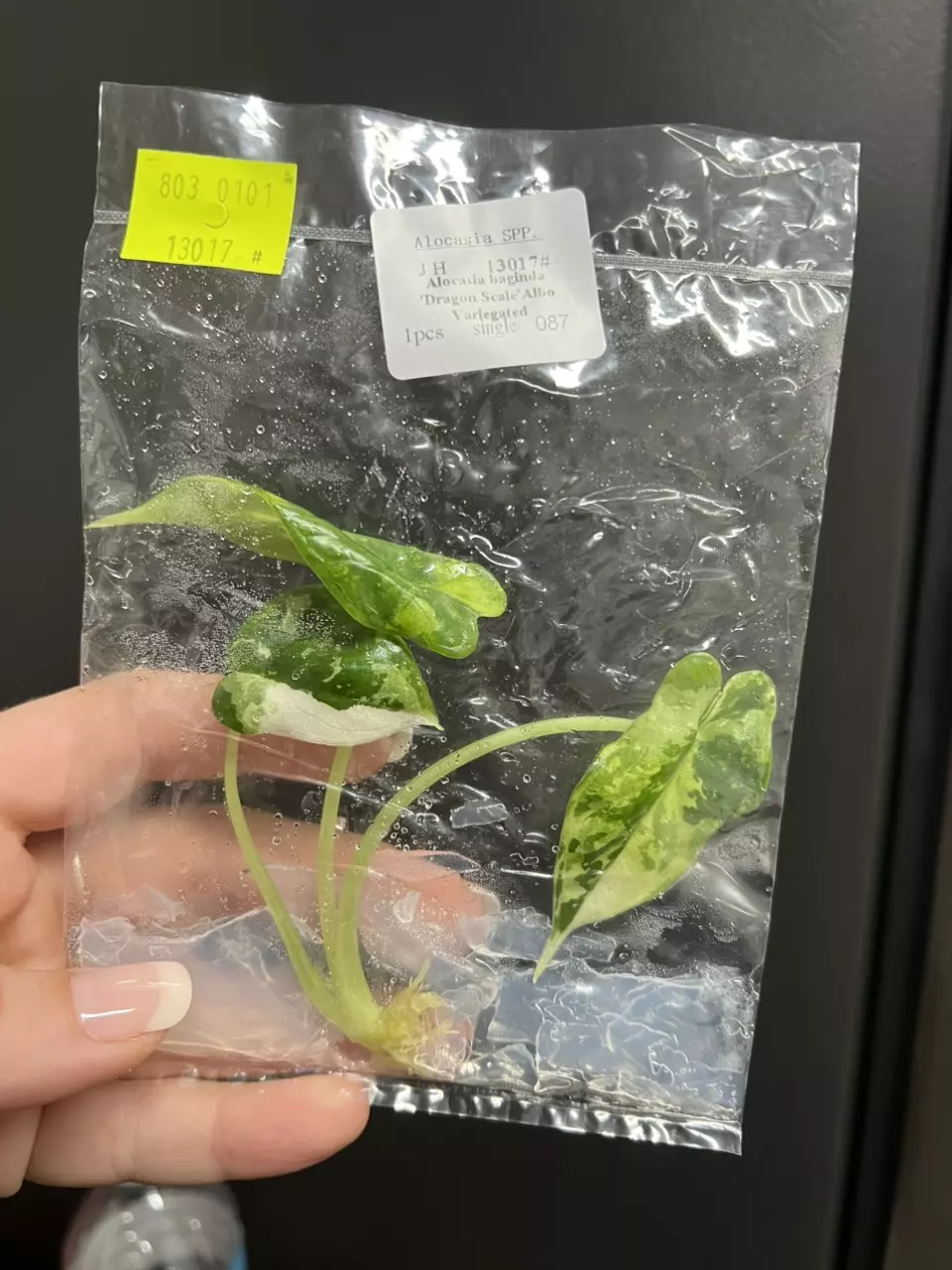 plant/Alocasia dragon scale Albo TC 1 pack growers choice-1