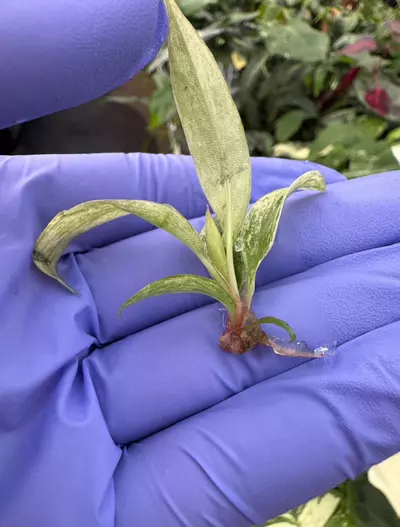 plant/Philodendron caramel marble TC 1 pack growers choice-2-thumbnail