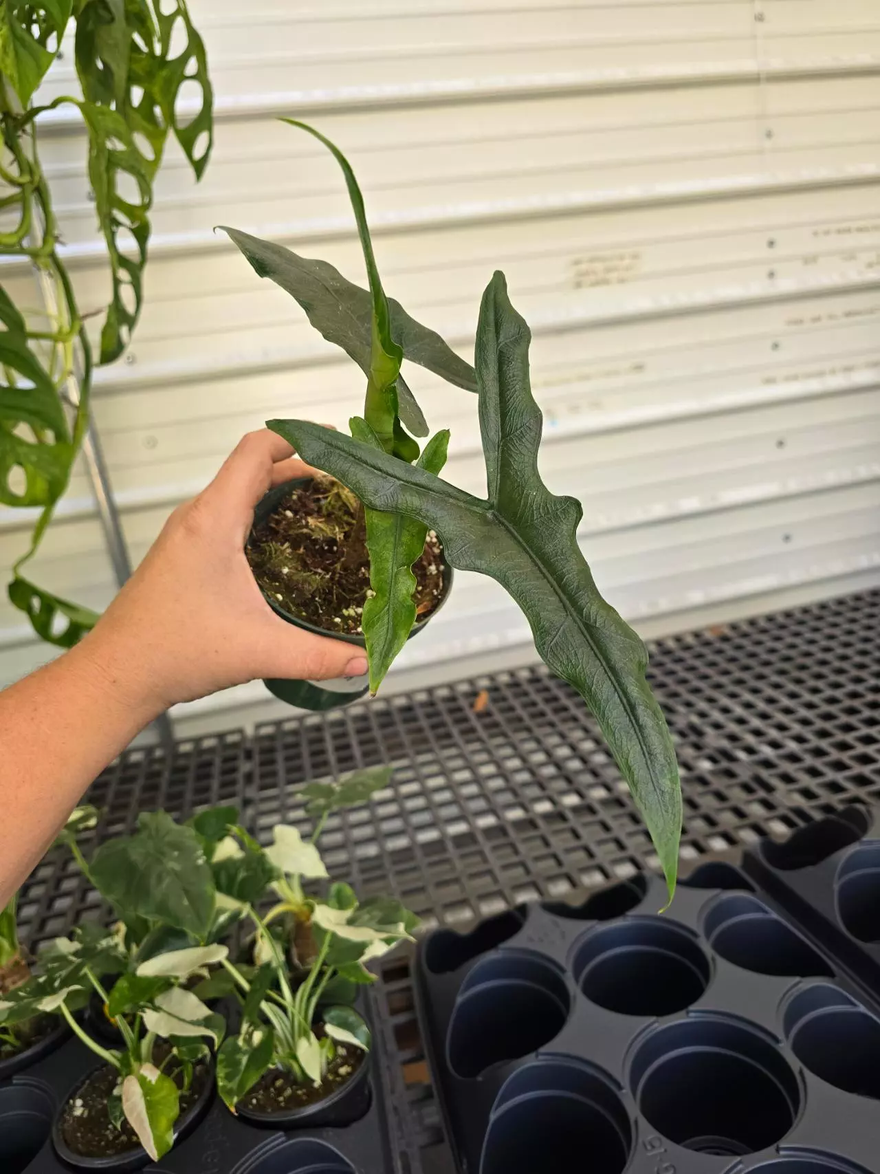 plant/4in Alocasia Sabrina GC-0