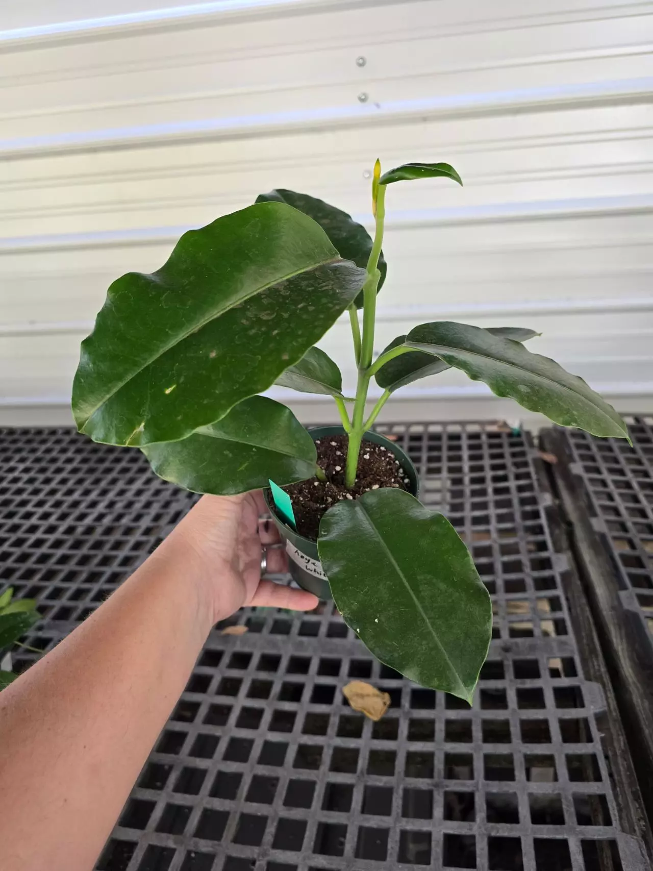 plant/4in Hoya imperalis (white flower) GC-0