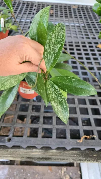 plant/4in Hoya pubicalyx GC-1-thumbnail