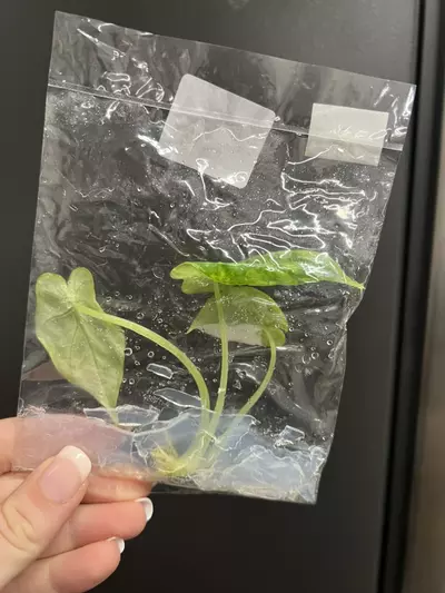 plant/Alocasia dragon scale Albo TC 1 pack growers choice-2-thumbnail