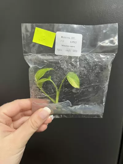plant/Monstera aurea TC 1 pack growers choice-2-thumbnail