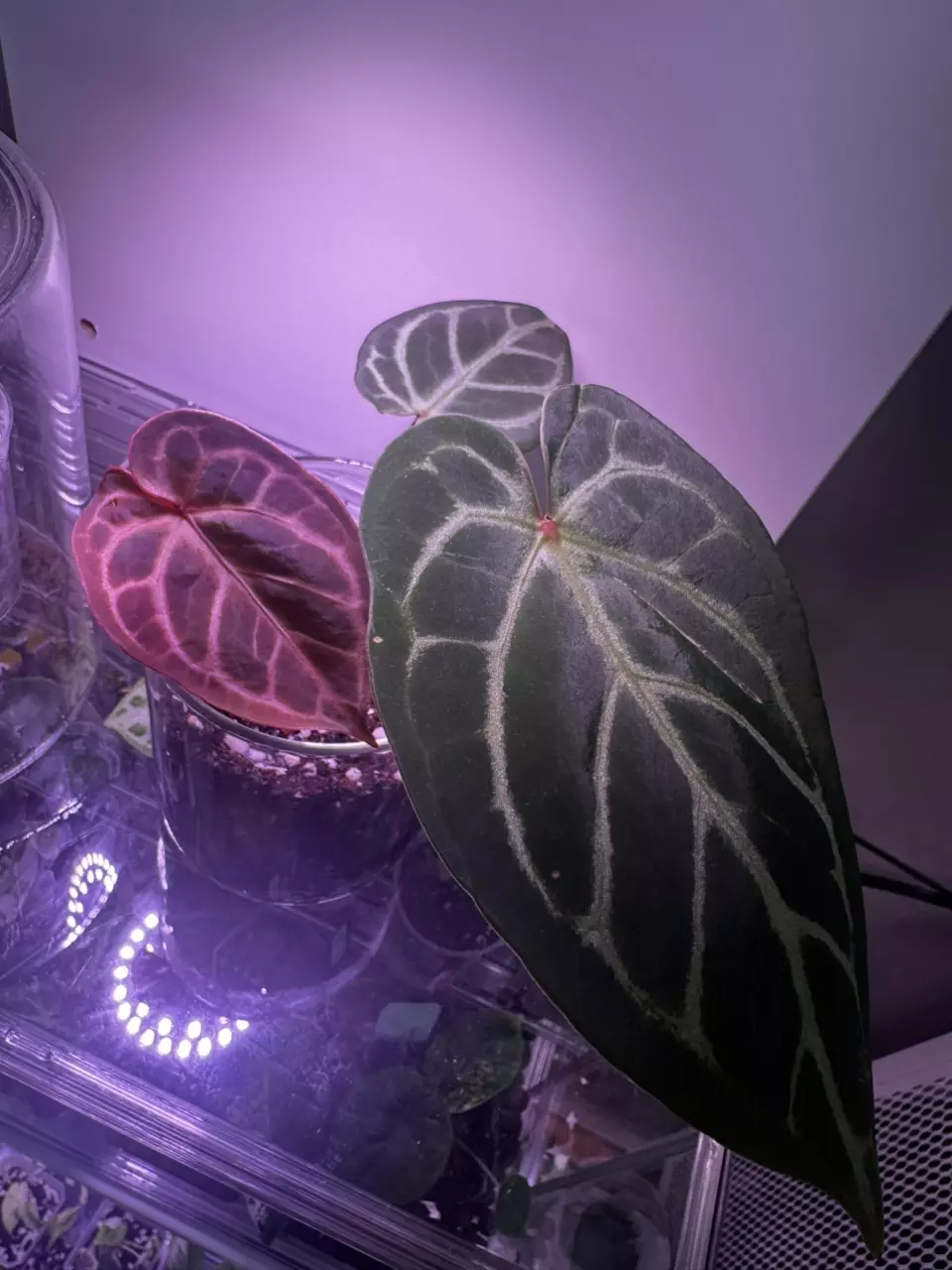 plant/Anthurium Red Stem x Ferrari-0