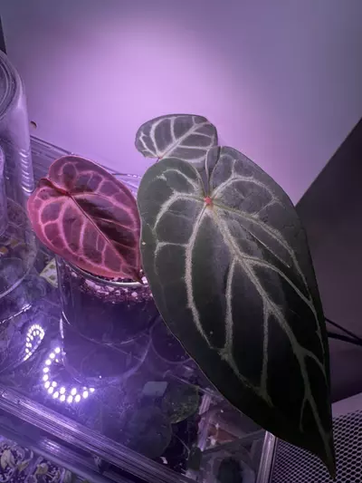 plant/Anthurium Red Stem x Ferrari-0-thumbnail