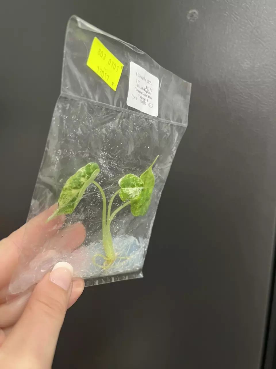 plant/Alocasia dragon scale Albo TC 1 pack growers choice-5