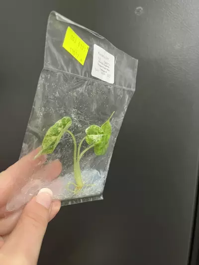 plant/Alocasia dragon scale Albo TC 1 pack growers choice-5-thumbnail