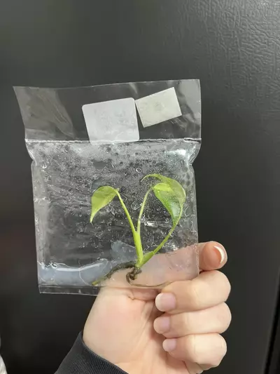 plant/Monstera aurea TC 1 pack growers choice-3-thumbnail