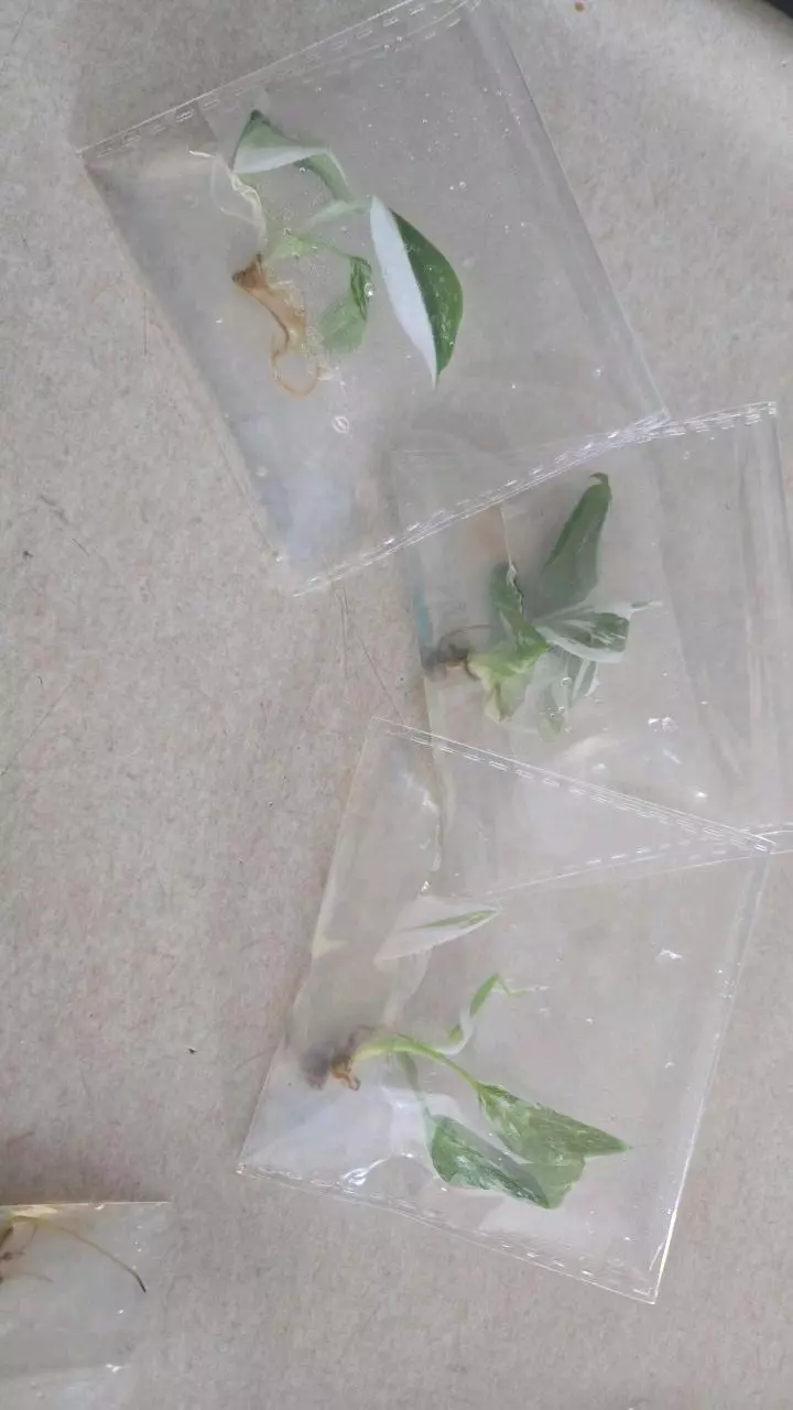 plant/White Princess TC-0