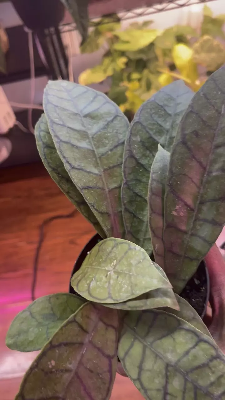 plant/H. Callistophylla-0