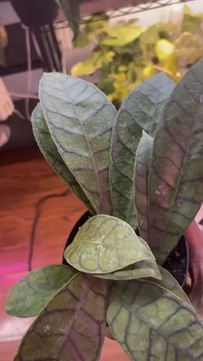 plant/H. Callistophylla-0-thumbnail