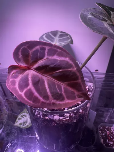 plant/Anthurium Red Stem x Ferrari-2-thumbnail