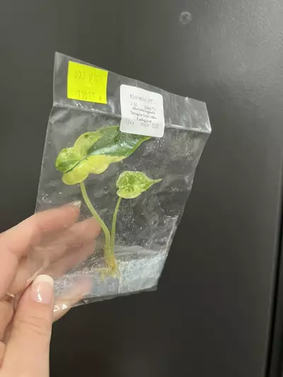 plant/Alocasia dragon scale Albo TC 1 pack growers choice-4-thumbnail