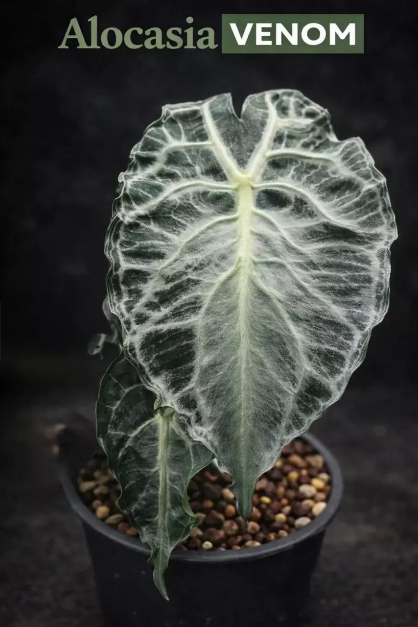 plant/Alocasia Venom TC-0