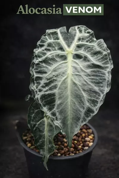 plant/Alocasia Venom TC-0-thumbnail