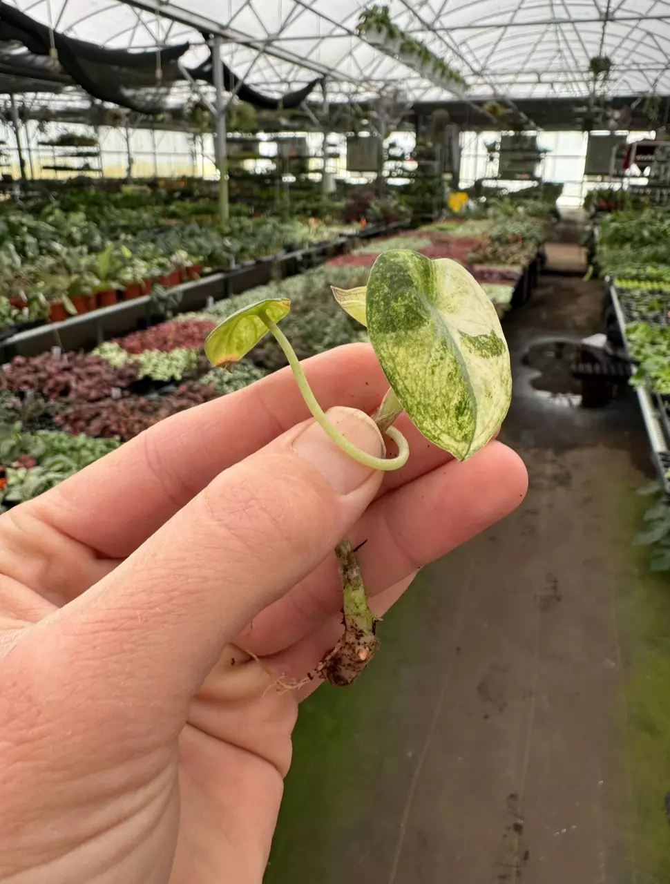 plant/Alocasia ninja variegated TC 1 pack growers choice-2