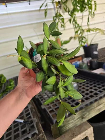 plant/4in Hoya DS-70 variegated GC-0-thumbnail