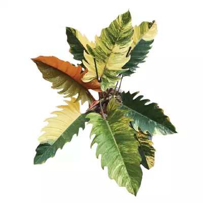 plant/Philodendron caramel marble TC 1 pack growers choice-0-thumbnail