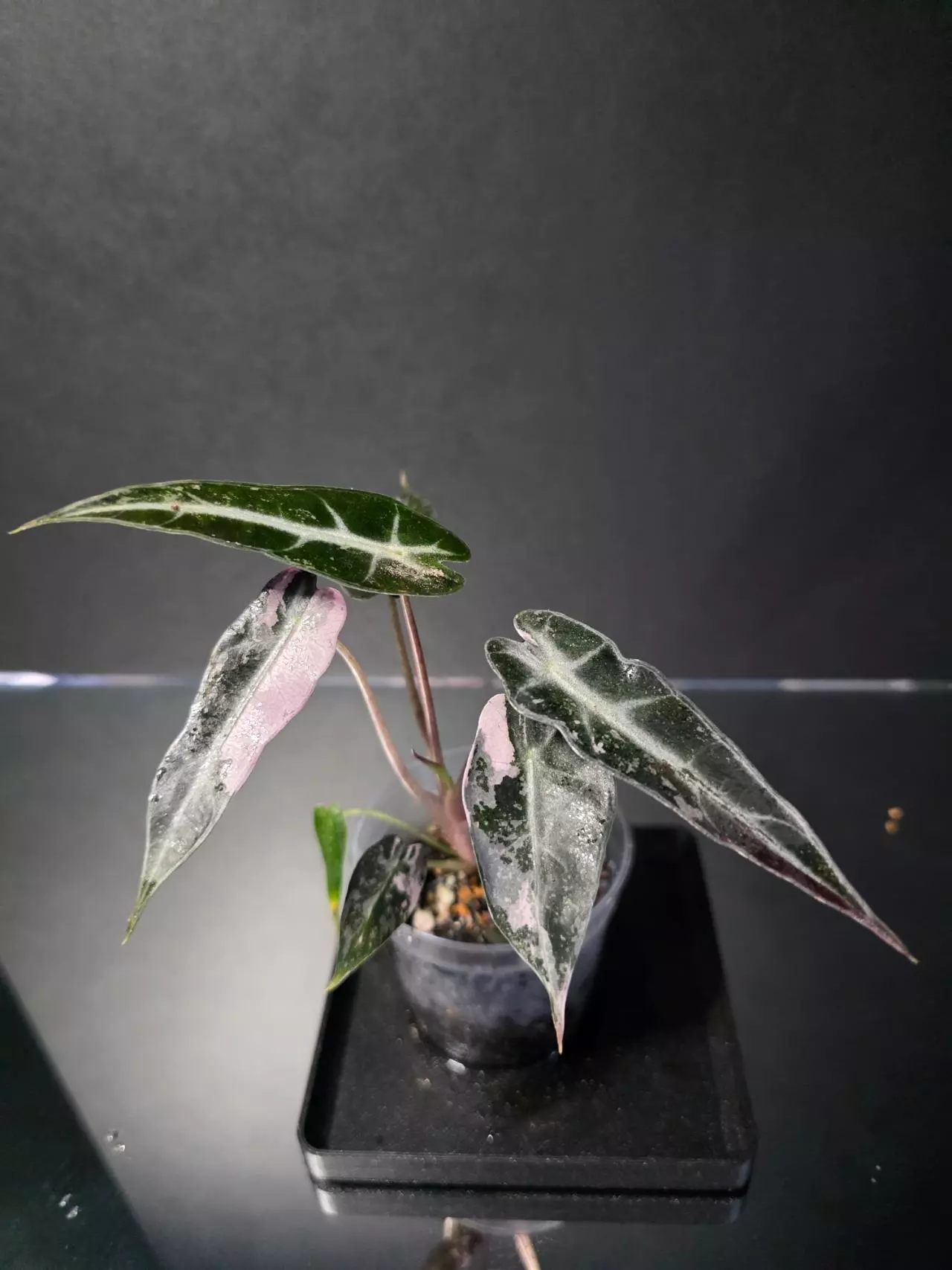 plant/Alocasia Pink Bambino 1-2