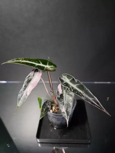 plant/Alocasia Pink Bambino 1-2-thumbnail