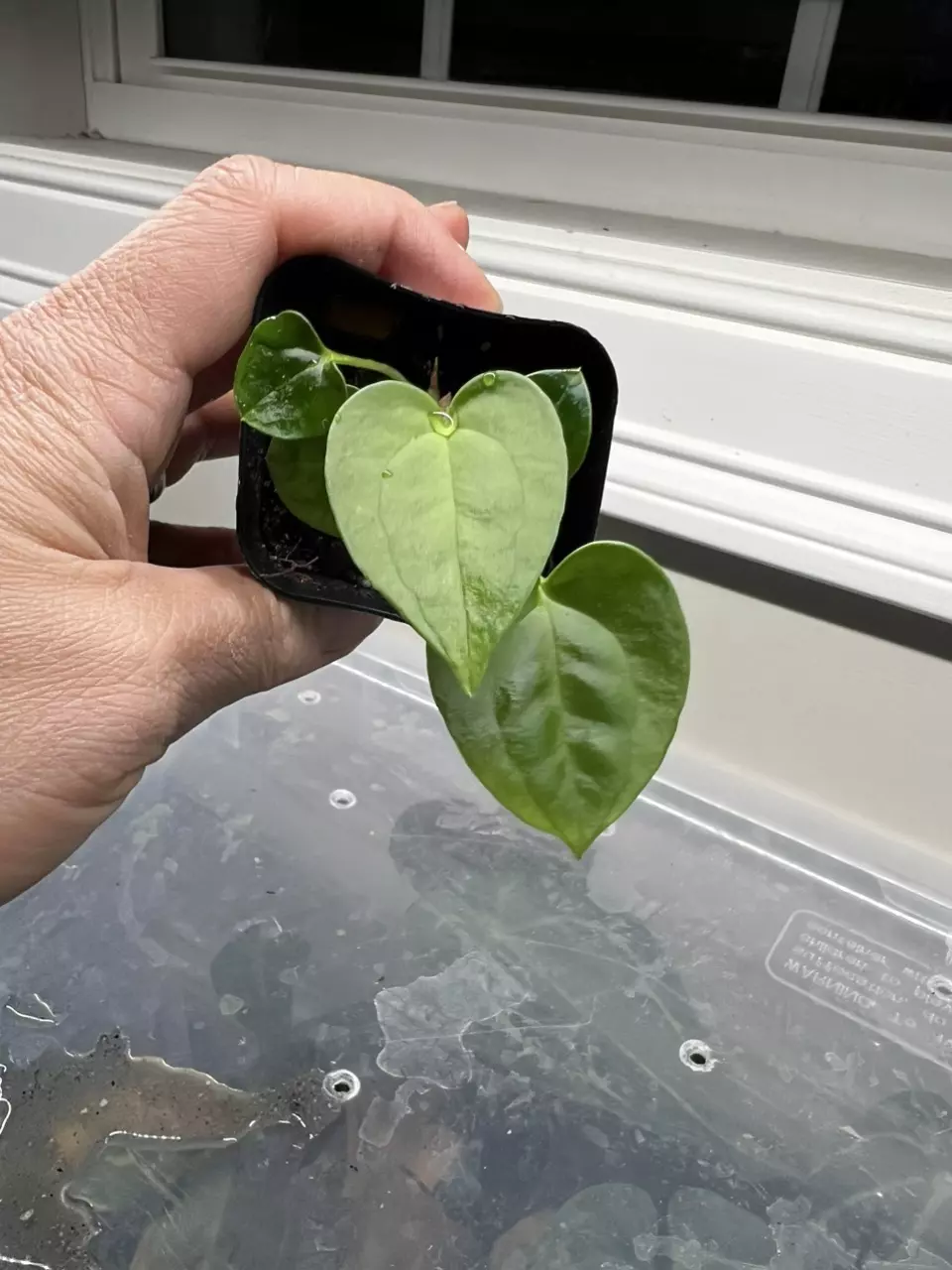 plant/Anthurium Lost Tag 2 in one pot #272-0