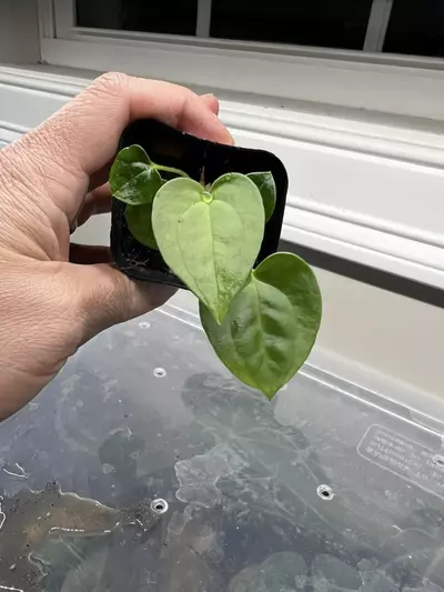 plant/Anthurium Lost Tag 2 in one pot #272-0-thumbnail