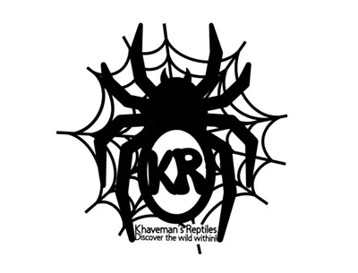 plant/Phormictopus sp. "Dominican purple" 1 1/2"-0-thumbnail