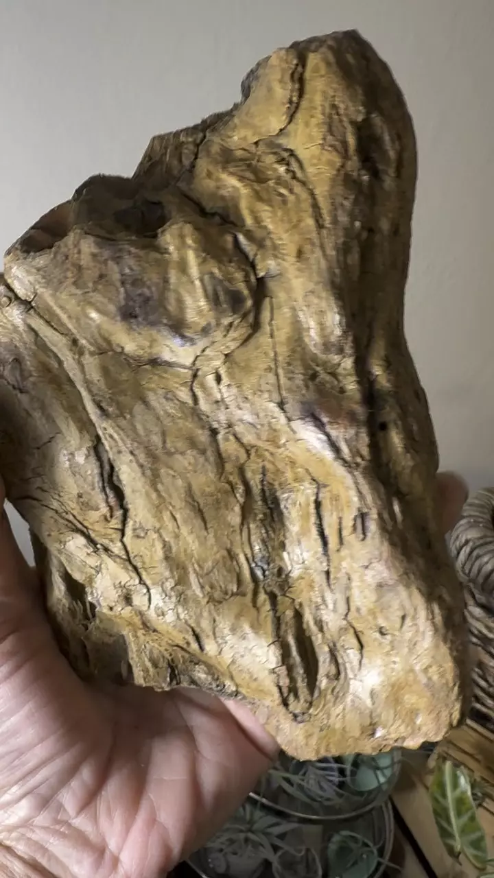 plant/Redwood Driftwood - Bleach-Sterilized & Varnished - 14-0