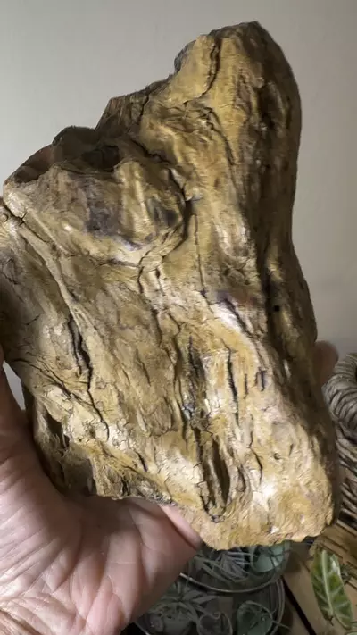 plant/Redwood Driftwood - Bleach-Sterilized & Varnished - 14-0-thumbnail