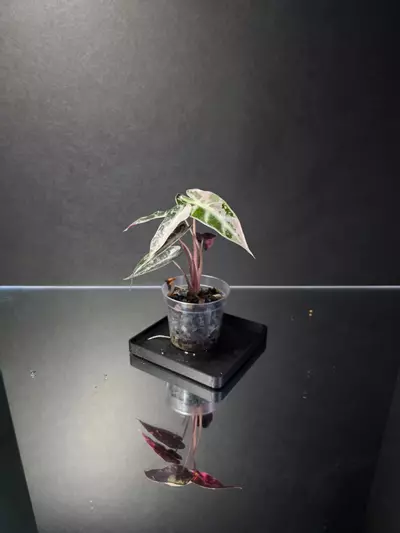 plant/Alocasia Pink Bambino 3-3-thumbnail